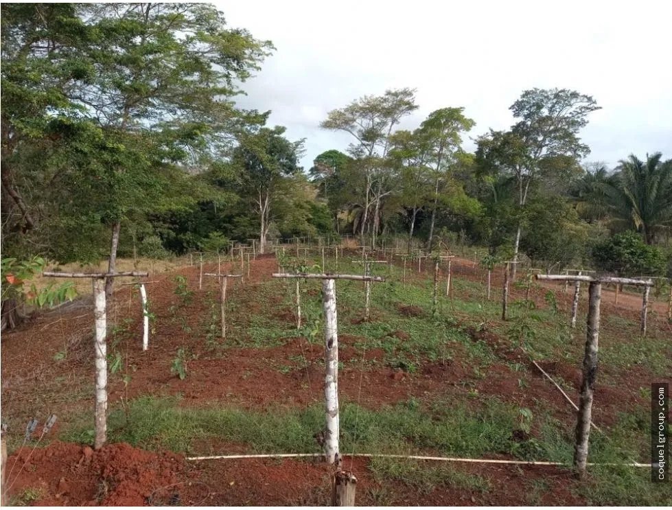 VENTA DE FINCA AGROPECUARIA , LA ATENEA ,AROSEMENA DE LA CHORRERA