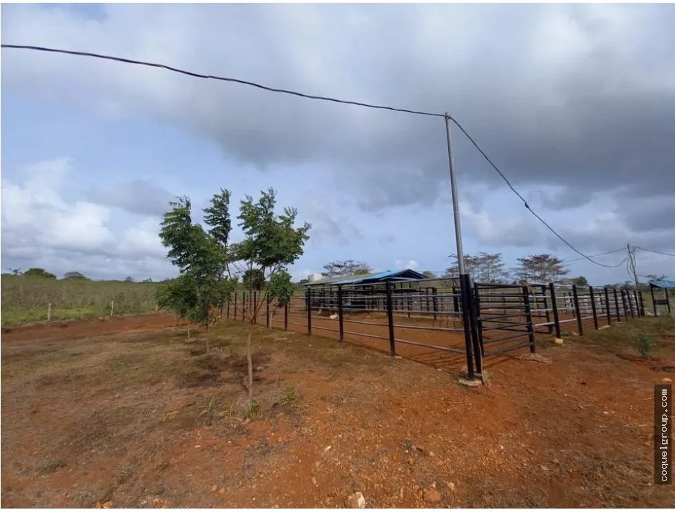 VENTA DE FINCA AGROPECUARIA , LA ATENEA ,AROSEMENA DE LA CHORRERA