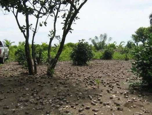 PROPIEDAD FRENTE AL MAR EN VENTA, PLAYA MATA OSCURA, REGIÓN DE VERAGUA...