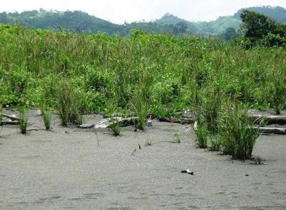PROPIEDAD FRENTE AL MAR EN VENTA, PLAYA MATA OSCURA, REGIÓN DE VERAGUAS.