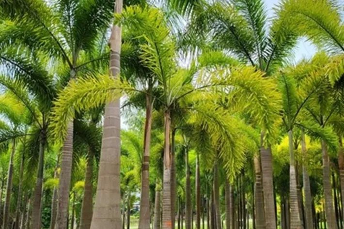 Se vende casa con plantación en Nueva Gorgona, Chame