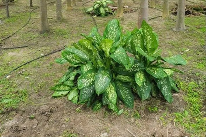 Se vende casa con plantación en Nueva Gorgona, Chame