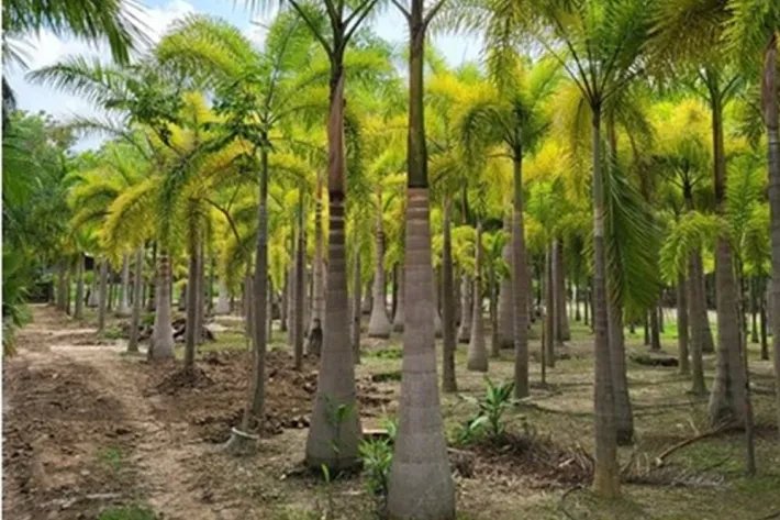 Se vende casa con plantación en Nueva Gorgona, Chame