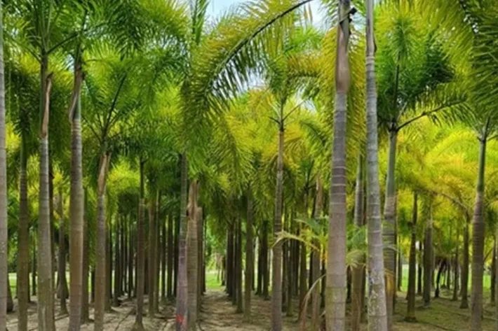 Se vende casa con plantación en Nueva Gorgona, Chame