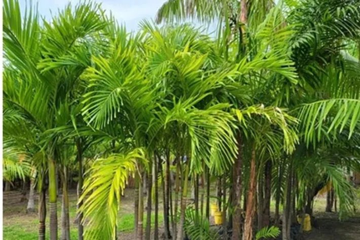 Se vende casa con plantación en Nueva Gorgona, Chame