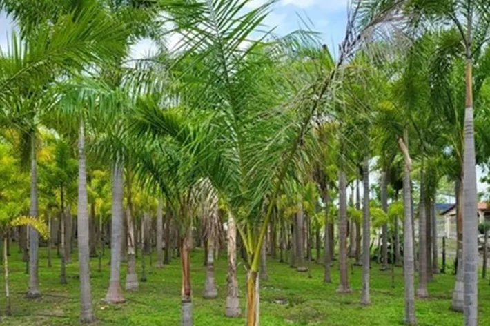 Se vende casa con plantación en Nueva Gorgona, Chame