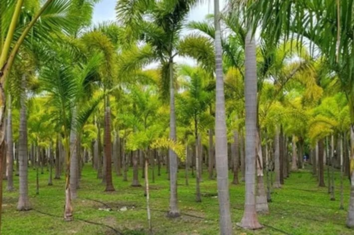 Se vende casa con plantación en Nueva Gorgona, Chame