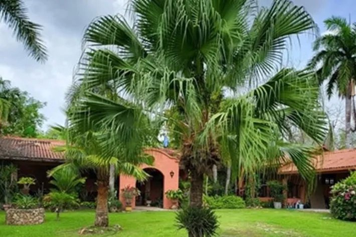 Se vende casa con plantación en Nueva Gorgona, Chame