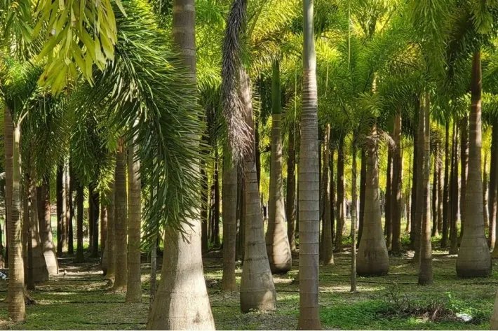 Se vende casa con plantación en Nueva Gorgona, Chame