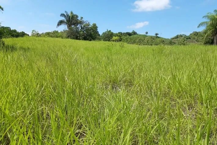 Se vende Finca en Ponuga, Veraguas.