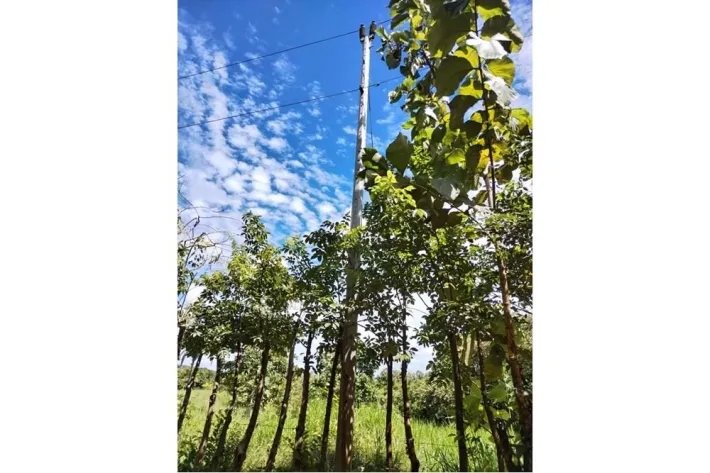 Sale Property in Ponuga, Veraguas Province: