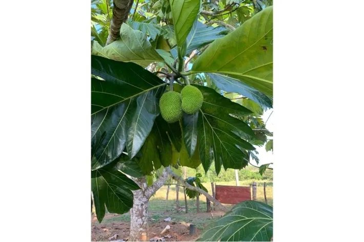 VERY GOOD FARM IN EL ZANCUDO, 129 HECTARES (318.76 ACRES) JUST 10 MINUTES FROM THE MAIN ROAD TO SONA, VERAGUAS.