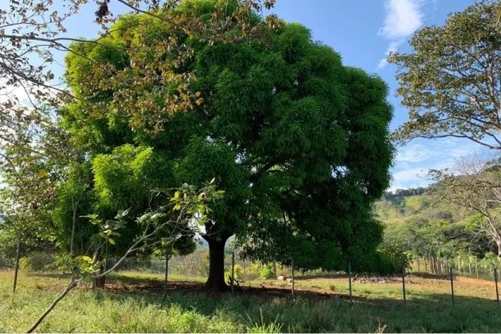 VERY GOOD FARM IN EL ZANCUDO, 129 HECTARES (318.76 ACRES) JUST 10 MINUTES FROM THE MAIN ROAD TO SONA, VERAGUAS.