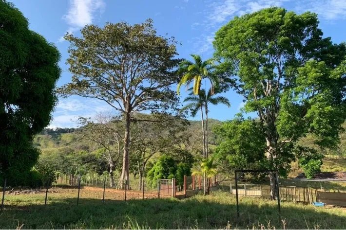 VERY GOOD FARM IN EL ZANCUDO, 129 HECTARES (318.76 ACRES) JUST 10 MINUTES FROM THE MAIN ROAD TO SONA, VERAGUAS.
