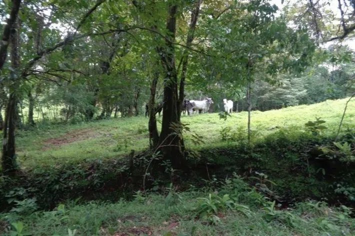 Venta de gran terreno en Palo Seco, Mariato, Veraguas