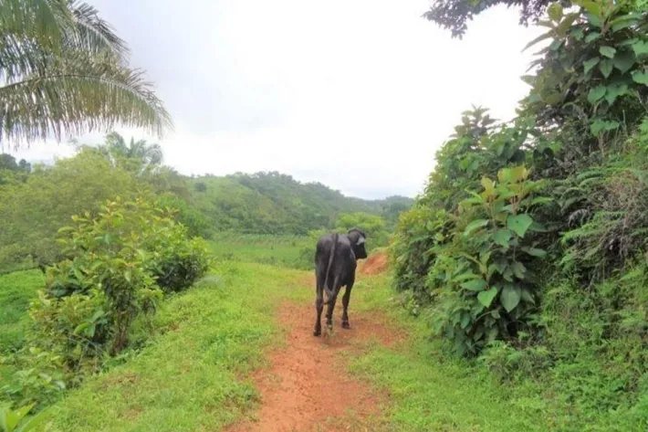 Venta de gran terreno en Palo Seco, Mariato, Veraguas