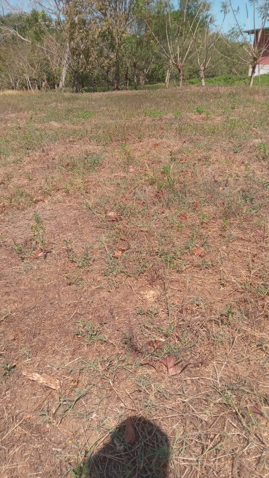 Se vende terreno en Pedasí
