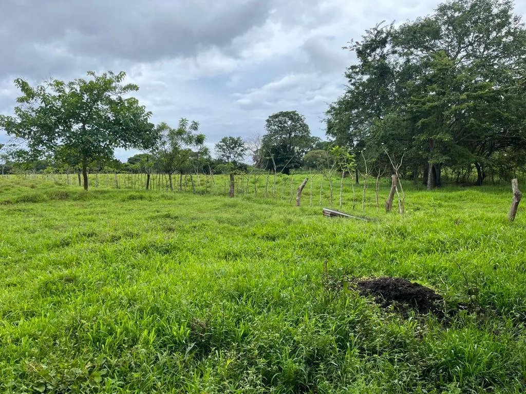 Farm For Sale in Pedasí, Los Santos