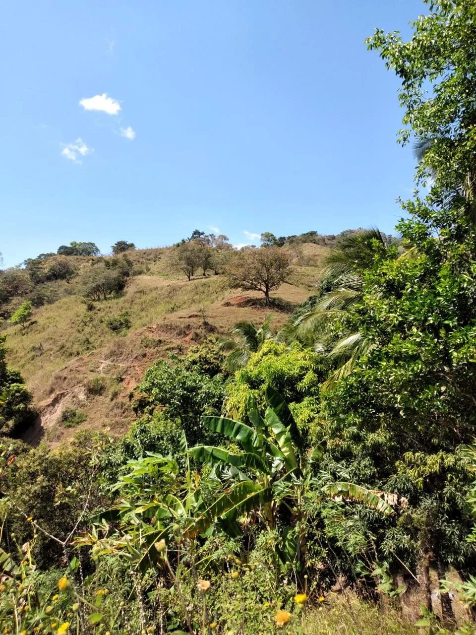 Finca en Venta  282 Hectáreas Colindantes con el Parque Nacional Cerro Hoya, Veraguas, Panamá