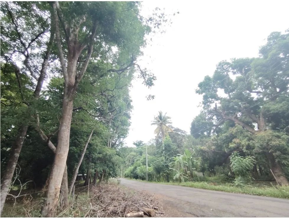 Venta de lote en Playa Guanico, Tonosí  Los Santos