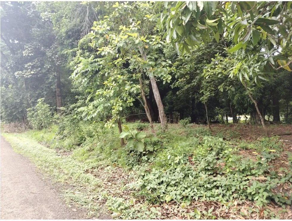 Venta de lote en Playa Guanico, Tonosí  Los Santos