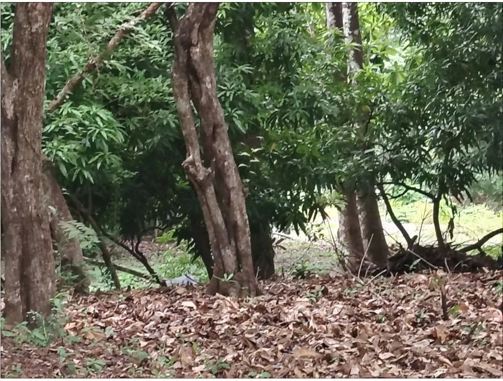 Venta de lote en Playa Guanico, Tonosí  Los Santos