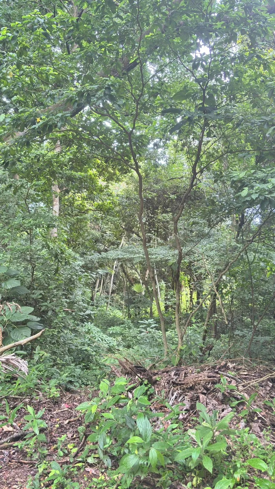 Terreno en Venta en Majagual Veracruz