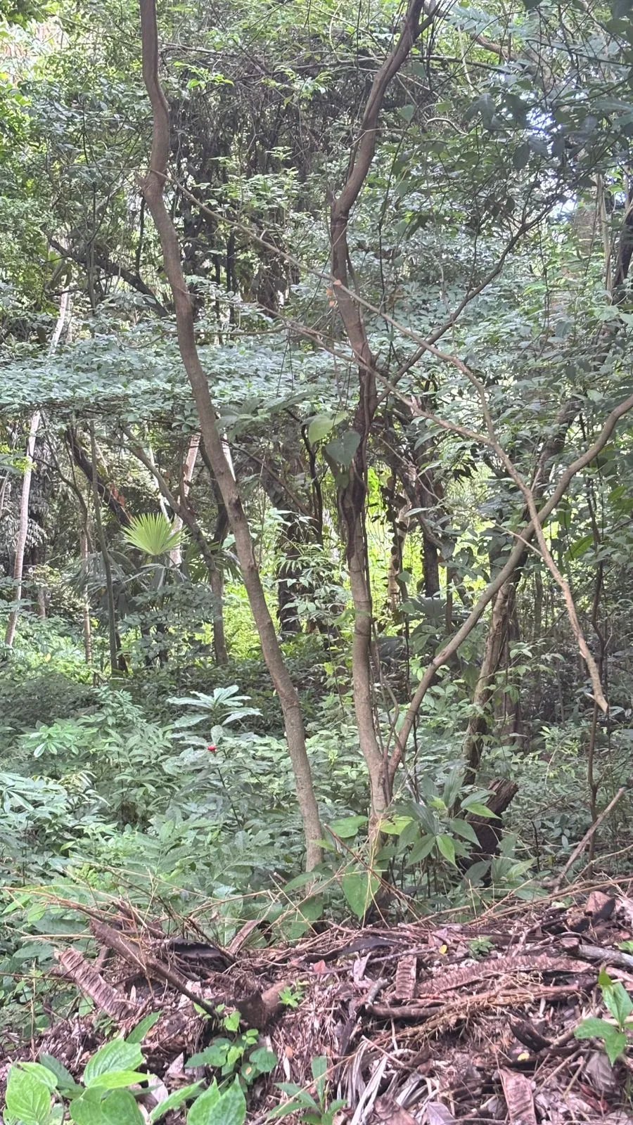 Terreno en Venta en Majagual Veracruz