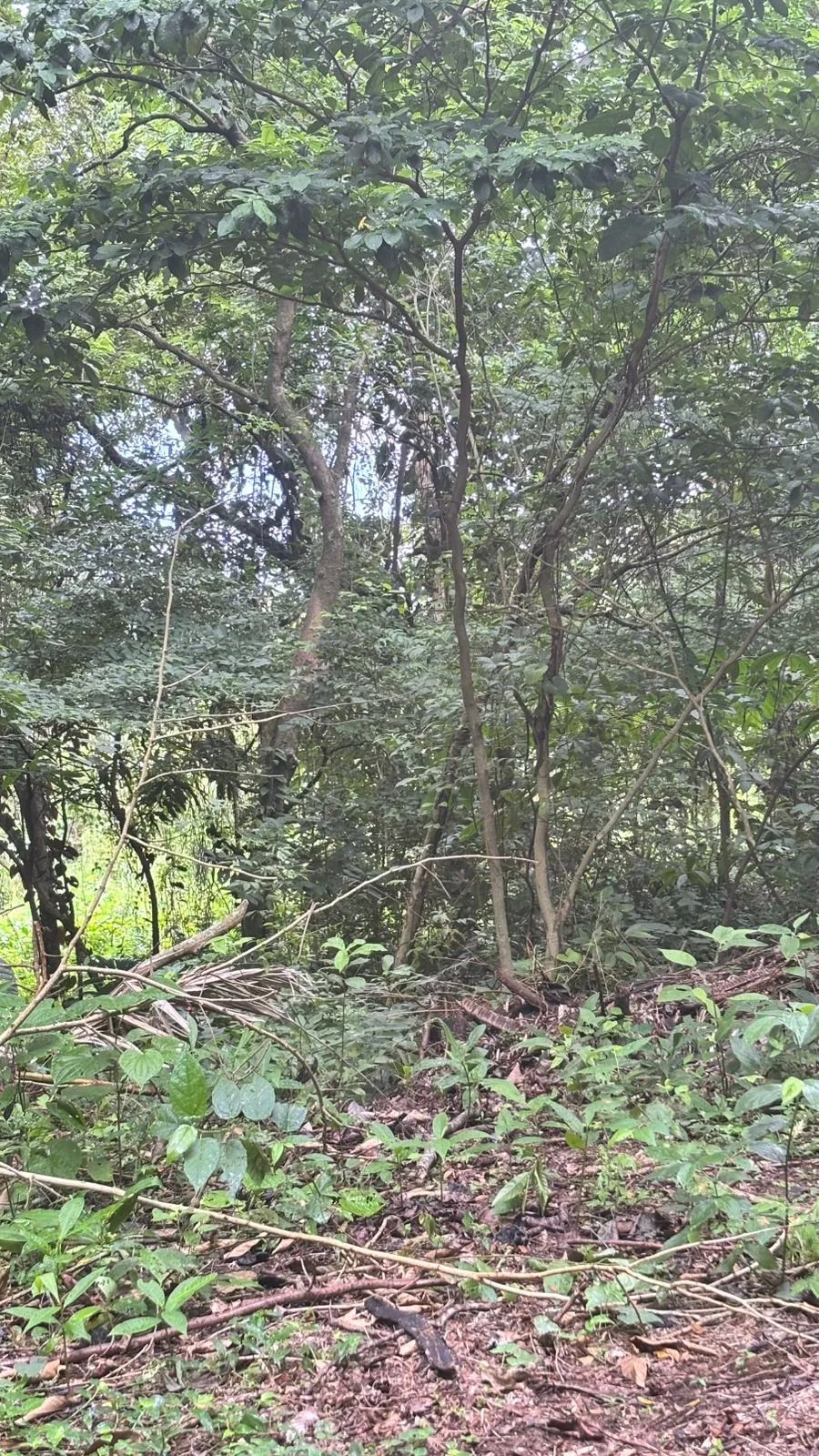Terreno en Venta en Majagual Veracruz