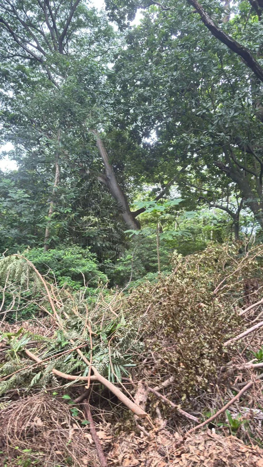 Terreno en Venta en Majagual Veracruz