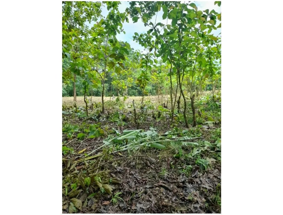 TERRENO / COLON / BUENA VISTA / 16570M / CON 2 CASAS / SOBRE VIA