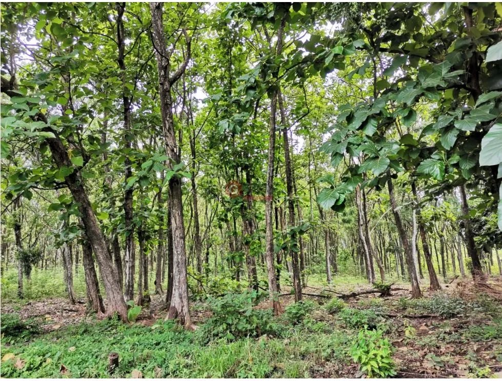 Land/Farm for sale in Chame