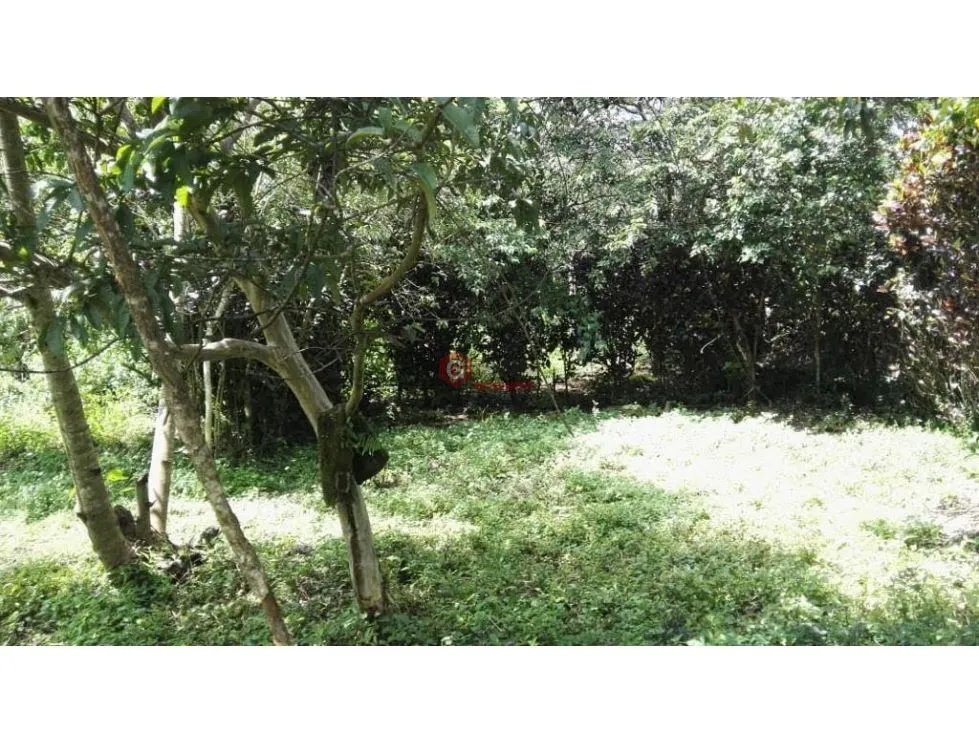 CHIRIQUI / BOQUETE / PALMIRA ABAJO / TERRENO / 1 HECTAREA