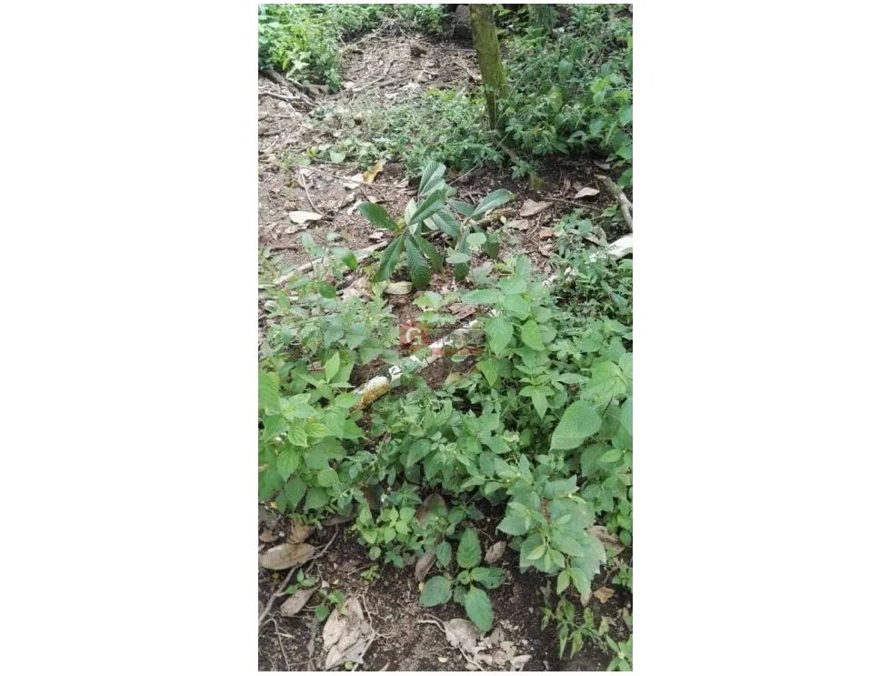 CHIRIQUI / BOQUETE / PALMIRA ABAJO / TERRENO / 1 HECTAREA