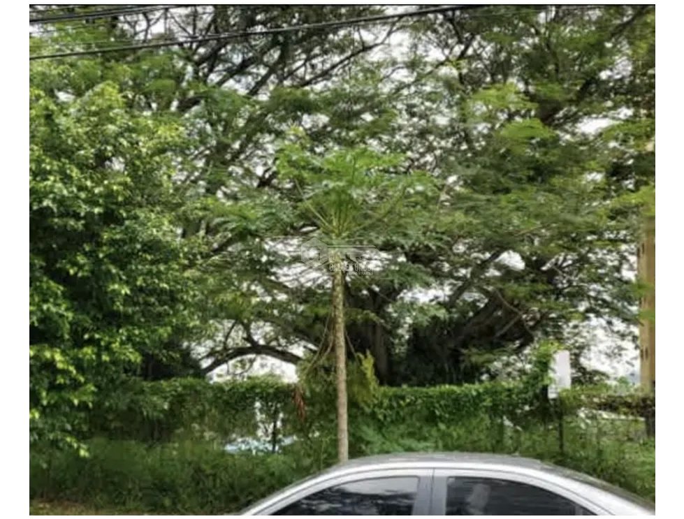HATO PINTADO / 1031M / TERRENO COMERCIAL IDEAL PARA DESARROLLO / R-3