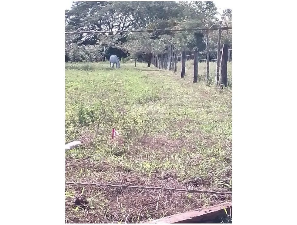 CHIRIQUI / DAVID / LAS LOMAS / 3.5 HECTAREAS / SUPERFICIE PLANA  JC