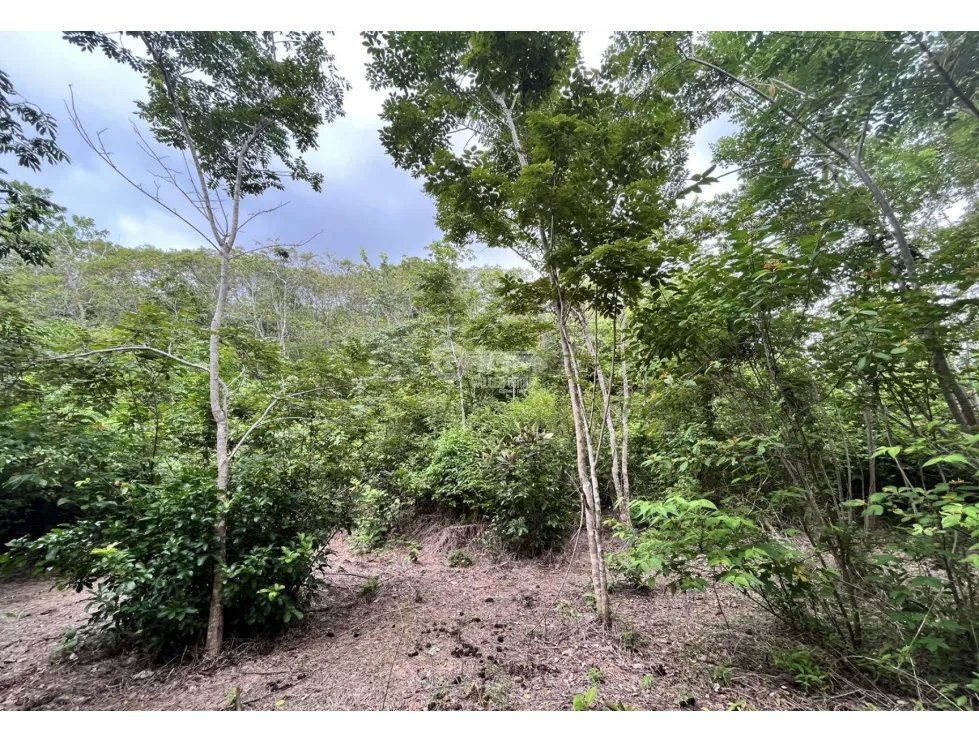 FINCA / COCLE / SANTA RITA / 11HECTAREAS / PLANO CON QUEBRADA JC