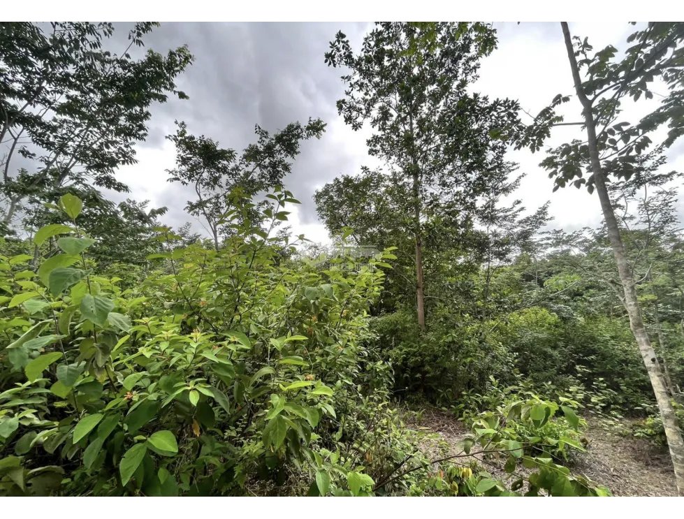 FINCA / COCLE / SANTA RITA / 11HECTAREAS / PLANO CON QUEBRADA JC