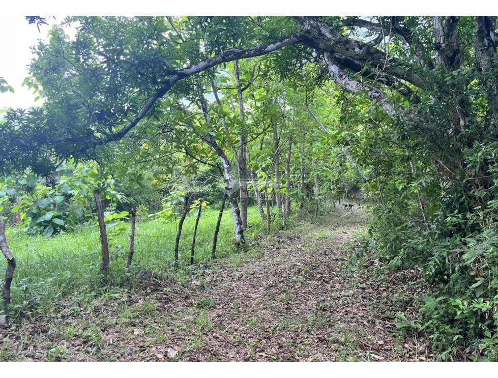 FINCA / COCLE / SANTA RITA / 11HECTAREAS / PLANO CON QUEBRADA JC