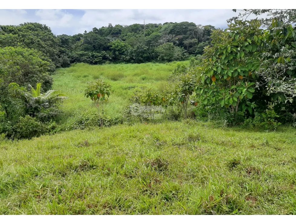 COLON / COSTA ARRIBA / NOMBRE DE DIOS / FINCA / 110 HECTAREAS