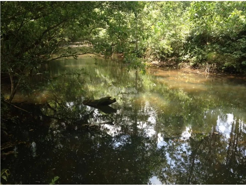 COCLE / PENONOME / 146 HECTAREAS / FINCA GANADERA / RIOS / QUEBRADAS