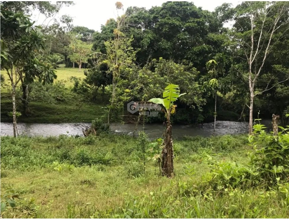 COCLE / PENONOME / 146 HECTAREAS / FINCA GANADERA / RIOS / QUEBRADAS