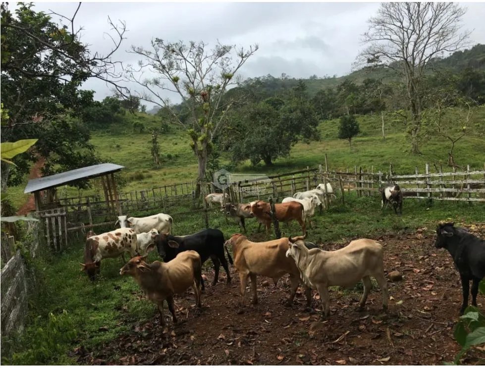 COCLE / PENONOME / 146 HECTAREAS / FINCA GANADERA / RIOS / QUEBRADAS