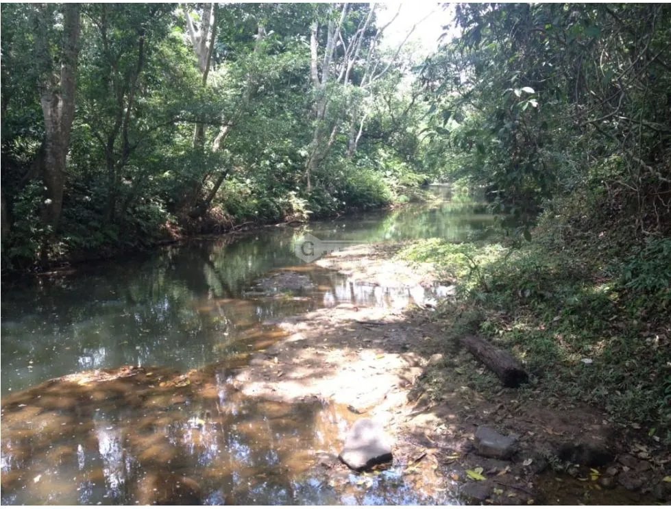 COCLE / PENONOME / 146 HECTAREAS / FINCA GANADERA / RIOS / QUEBRADAS