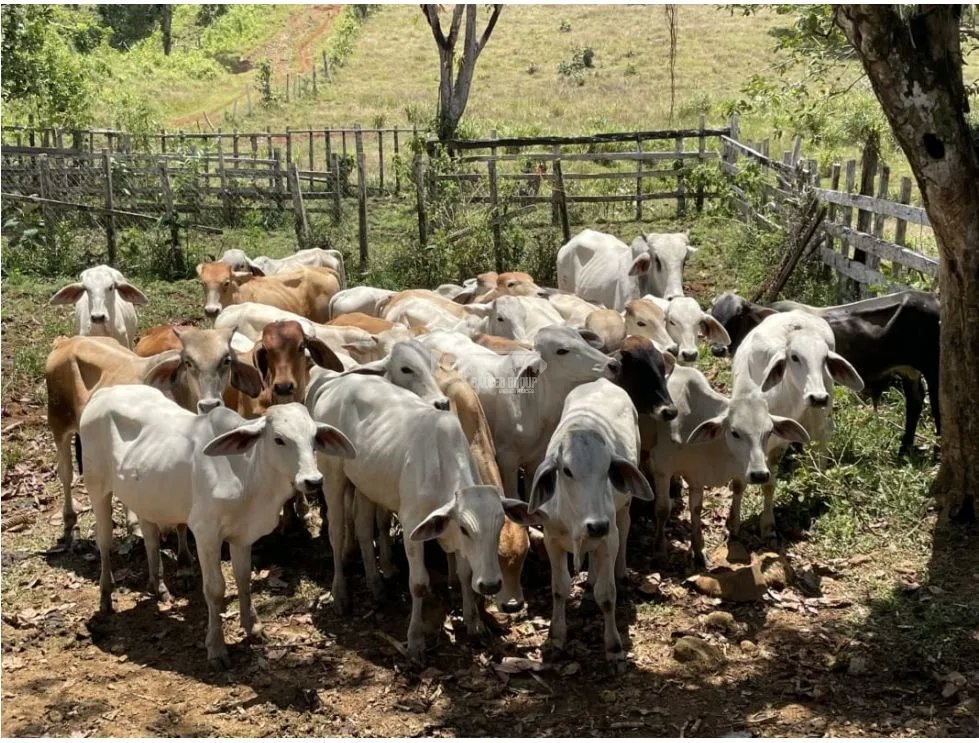 COCLE / PENONOME / 146 HECTAREAS / FINCA GANADERA / RIOS / QUEBRADAS