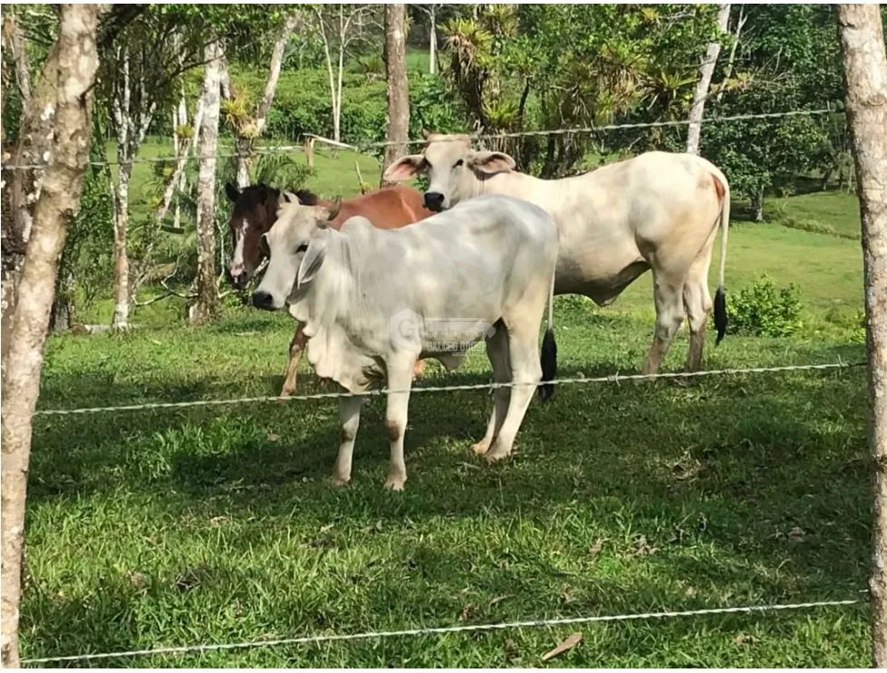 COCLE / PENONOME / 146 HECTAREAS / FINCA GANADERA / RIOS / QUEBRADAS