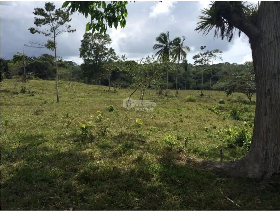 COCLE / PENONOME / 146 HECTAREAS / FINCA GANADERA / RIOS / QUEBRADAS