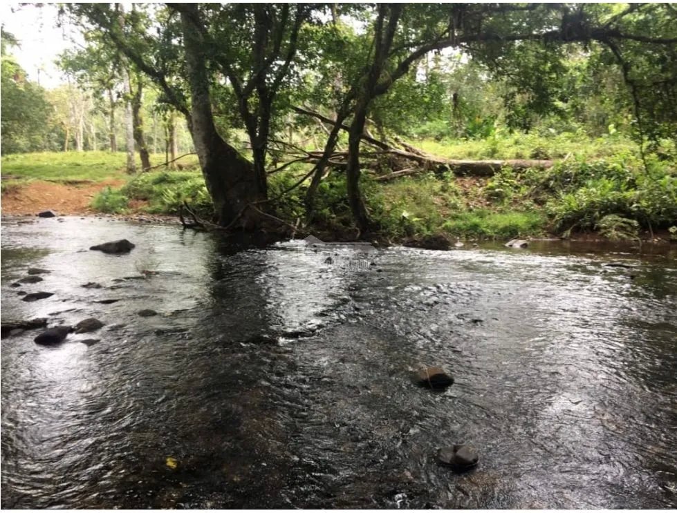 COCLE / PENONOME / 146 HECTAREAS / FINCA GANADERA / RIOS / QUEBRADAS