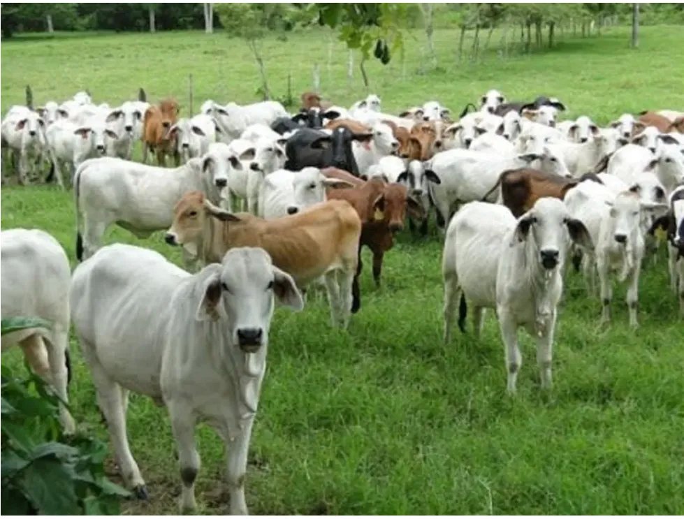 COCLE / PENONOME / 146 HECTAREAS / FINCA GANADERA / RIOS / QUEBRADAS