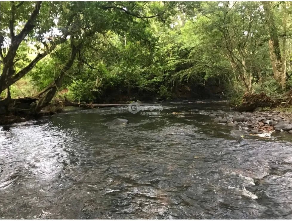 COCLE / PENONOME / 146 HECTAREAS / FINCA GANADERA / RIOS / QUEBRADAS